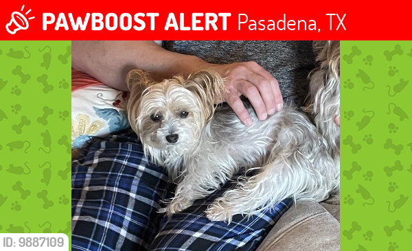 Lost Male Dog last seen Space Center & Turtle Creek Rd Pasadena,Tx, Pasadena, TX 77505