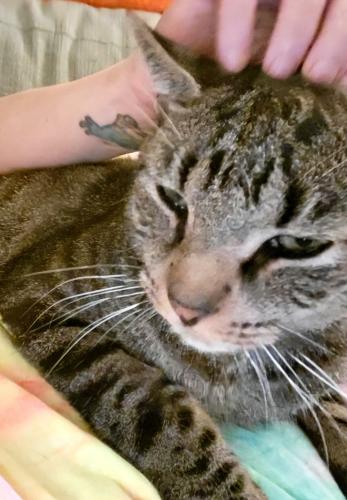 Lost Male Cat last seen 14th Street between Fortune Avenue and Fountain Avenue, Panama City, FL 32401