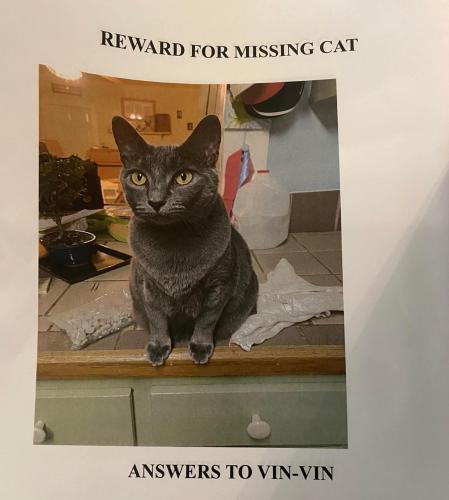 Lost Female Cat last seen Baya and Perry, Lake City, FL 32025