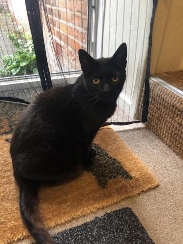 Lost Male Cat last seen Prospect Road , West Midlands, England B13