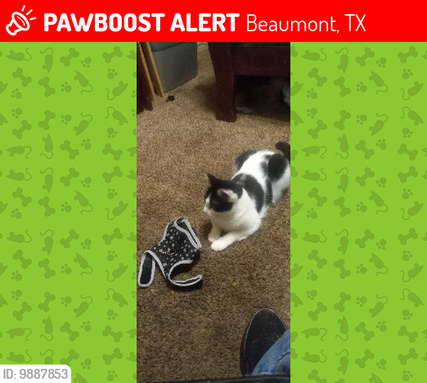 Lost Female Cat last seen 4th and 5th street, Beaumont, TX 77702