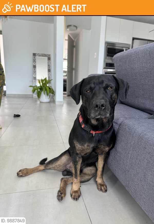 Found/Stray Male Dog last seen Urbanizacion Montecielo, Guaynabo, Puerto Rico, Guaynabo, Guaynabo 00971