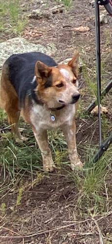 Lost Female Dog last seen Cloud and Central Ave, Desert Hills, AZ 85086