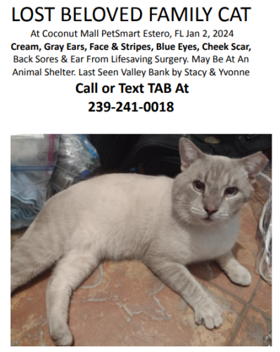 Lost Male Cat last seen Near Fashion Dr, Estero, FL 33928 PetSmart, Estero, FL 33928