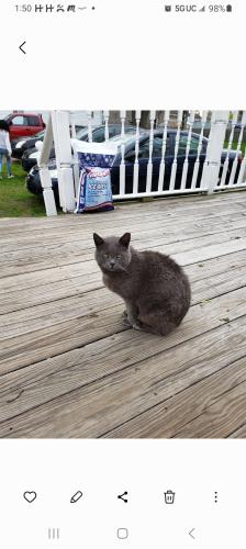 Lost Male Cat last seen Hamilton lanes, Hamilton Township, NJ 08620
