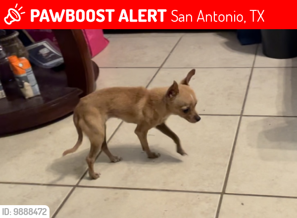 Lost Female Dog last seen Abacus and Ozalid , San Antonio, TX 78224