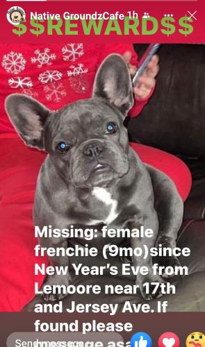Lost Female Dog last seen 17th Ave by Tachi Palace, Lemoore, CA 93245