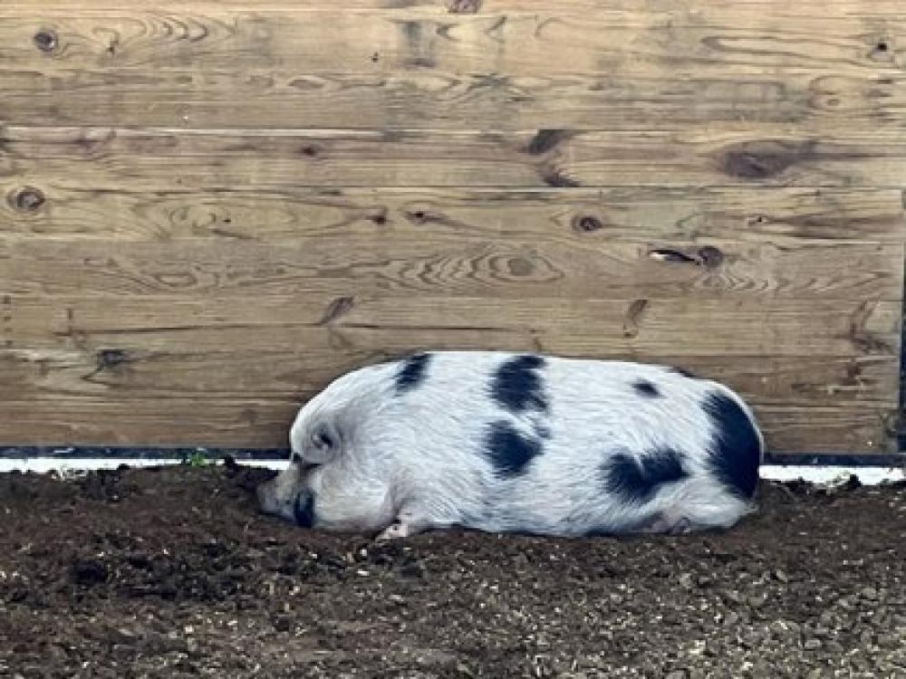 Shelter Stray Female Pig last seen Near JOOR, 70791, LA, Baton Rouge, LA 70820