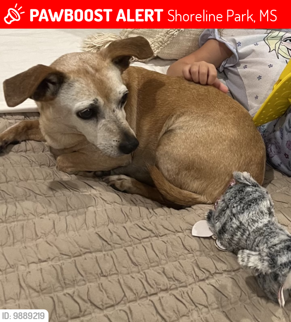 Lost Female Dog last seen Robin street and central bay St. Louis Ms, Shoreline Park, MS 39520