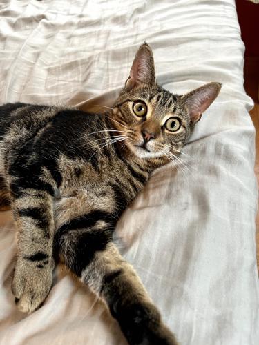 Lost Male Cat last seen 150th Avenue, South Ozone Park 11420, Queens, NY 11420