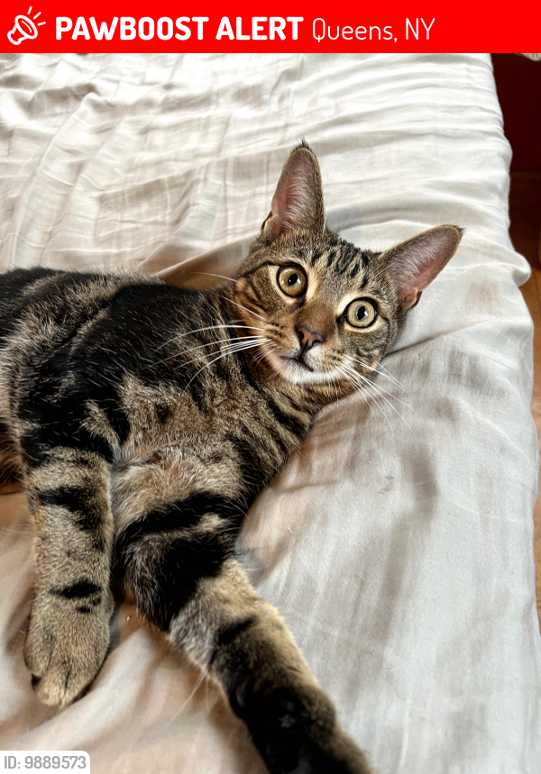 Lost Male Cat last seen 150th Avenue, South Ozone Park 11420, Queens, NY 11420