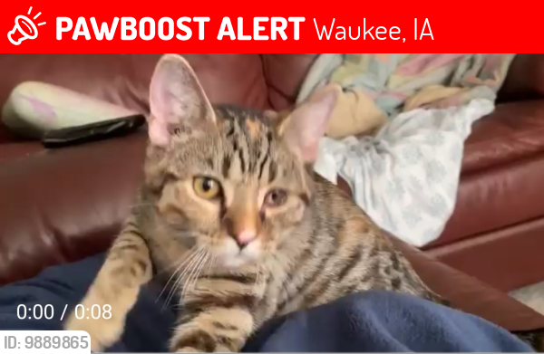 Lost Female Cat last seen Mcdonald's on Hickman , Waukee, IA 50263