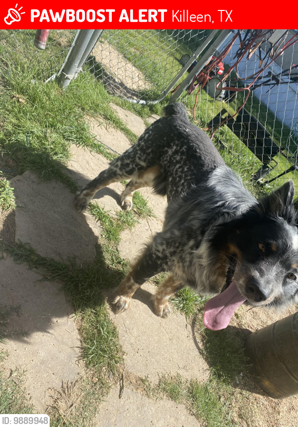 Lost Male Dog last seen Elms and fort hood street , Killeen, TX 76542