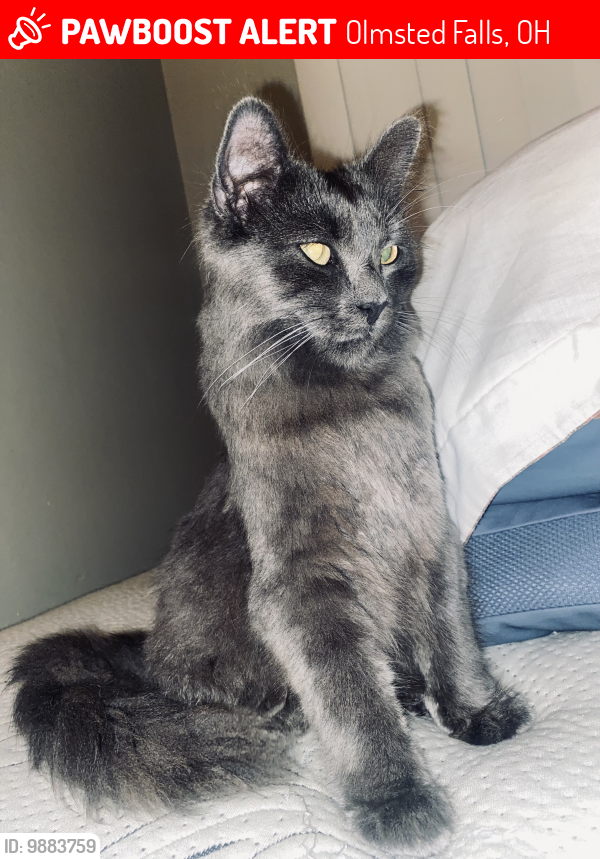 Lost Male Cat last seen Fawn Lake apmts , Olmsted Falls, OH 44138