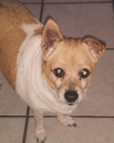 Lost Female Dog last seen Near Custer Circle , Orange Park, FL 32073