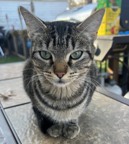 Lost Female Cat last seen Beaverdale, Des Moines, IA 50310