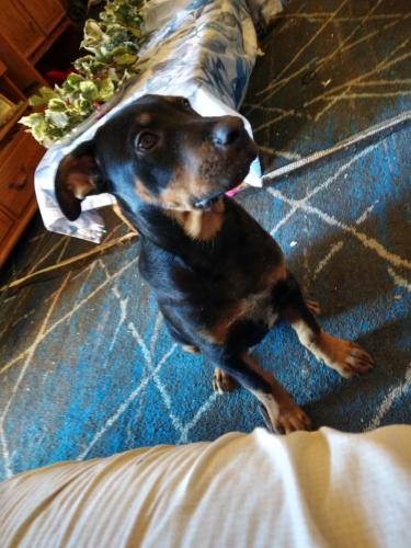 Lost Male Dog last seen Hwy 187 exit 14, Anderson County, SC 29625