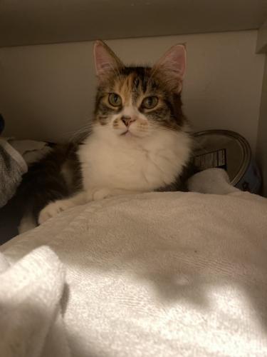 Lost Female Cat last seen Katella Ave. and South Haster St  , Anaheim, CA 92815