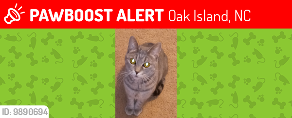 Lost Female Cat last seen Yacht , Oak Island, NC 28465