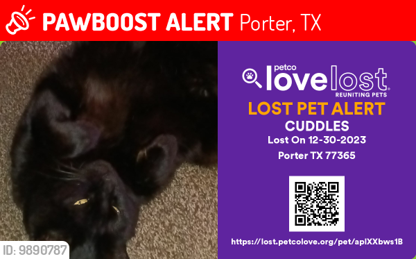 Lost Female Cat last seen Near E. Martin Dr porter 77365, Porter, TX 77365