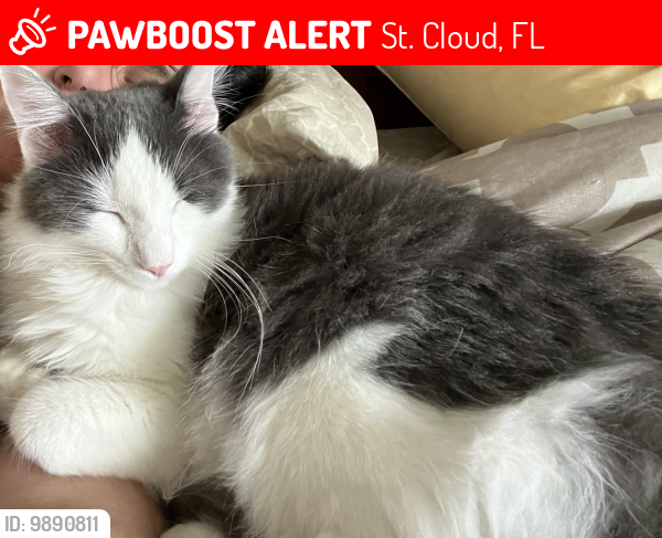 Lost Male Cat last seen Avebury Ln and Westerham Rd, St. Cloud, FL 34771