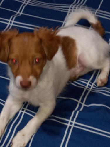 Lost Male Dog last seen Hwy 25 and main st., Ware Shoals, SC 29692