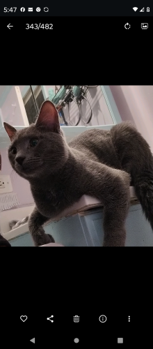 Lost Male Cat last seen Bloomingdale Rd and atmatage avenue , Glendale Heights, IL 60139