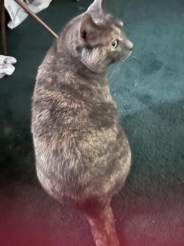 Lost Female Cat last seen 6th and Ohio , Milwaukee, WI 53215
