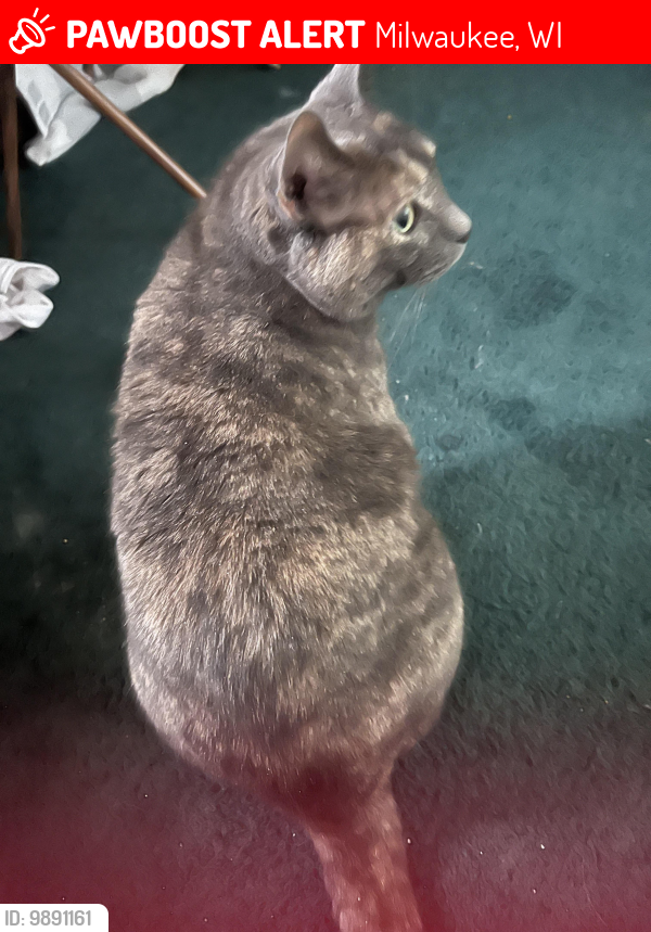 Lost Female Cat last seen 6th and Ohio , Milwaukee, WI 53215