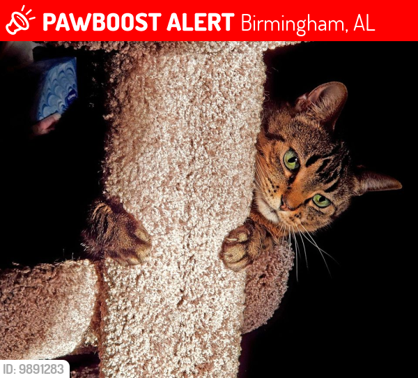 Lost Male Cat last seen Near 15th ave s 35205, Birmingham, AL 35205