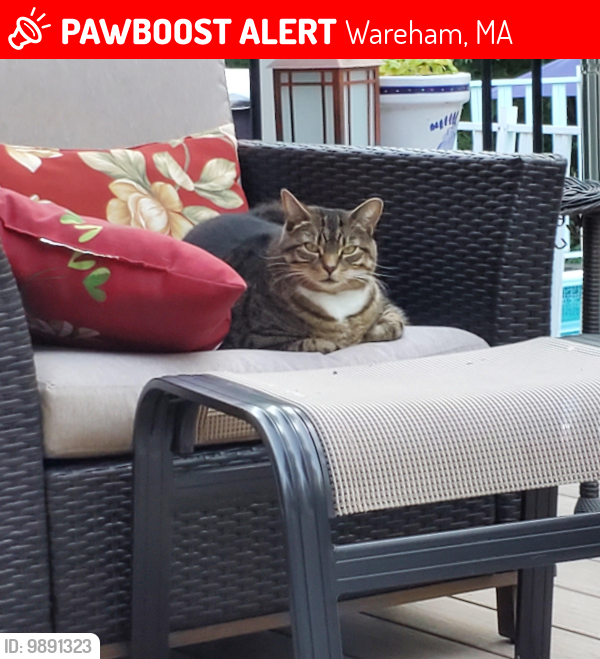 Wareham, MA Lost Female Cat, Khaleesi Is Missing PawBoost