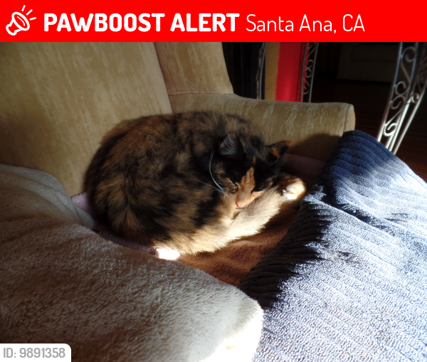 Lost Female Cat last seen alona st , Santa Ana, CA 92706