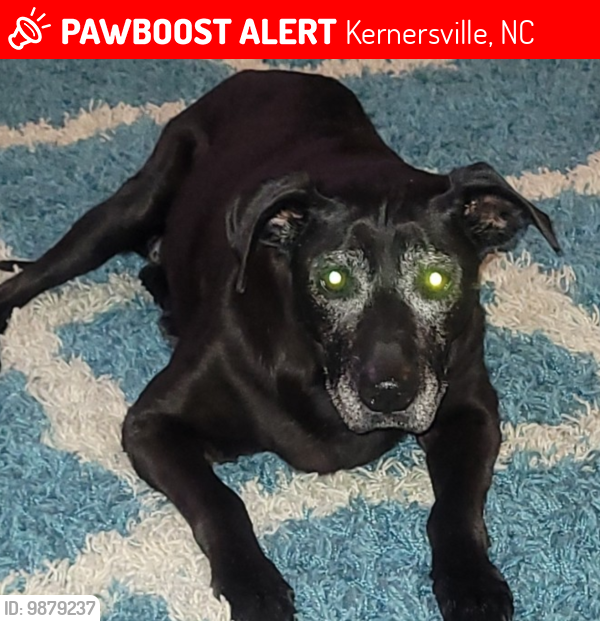Lost Female Dog last seen Near linville springs rd, Kernersville, NC 27284
