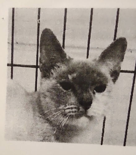 Lost Female Cat last seen 700th block of SW 70 Ter, Gainesville, FL 32607