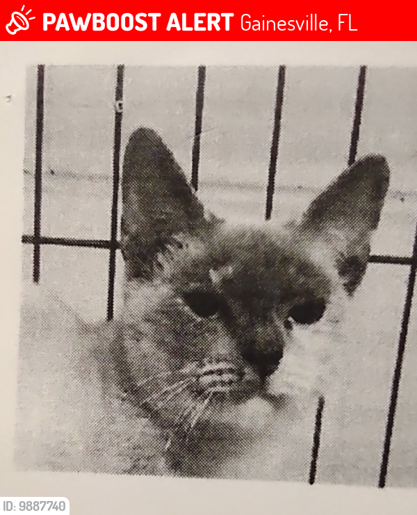 Lost Female Cat last seen 700th block of SW 70 Ter, Gainesville, FL 32607