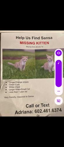 Lost Female Cat last seen Near th Street Osborn, Phoenix, AZ 85016