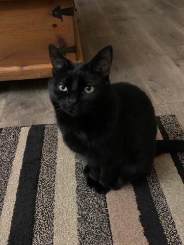 Lost Male Cat last seen Brynwyck, Maumee, OH 43537