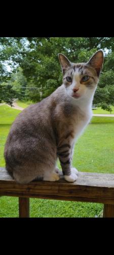 Lost Male Cat last seen Wright Rd, Freeze Rd. Enochville , Kannapolis, NC 28081