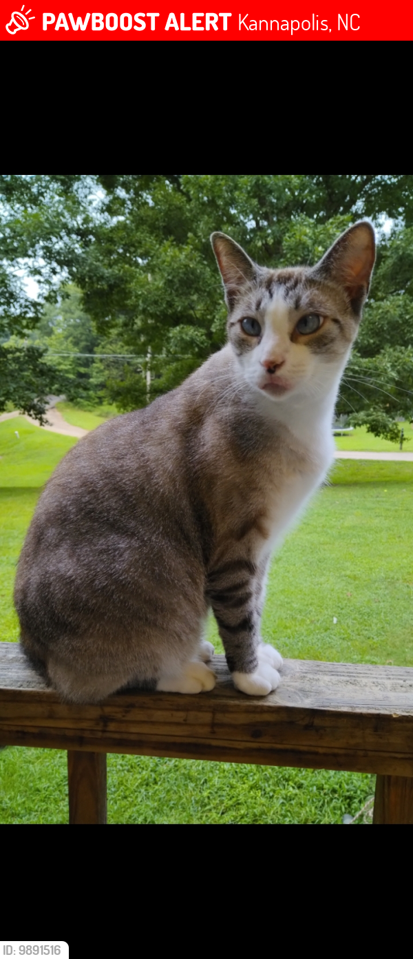 Lost Male Cat last seen Wright Rd, Freeze Rd. Enochville , Kannapolis, NC 28081