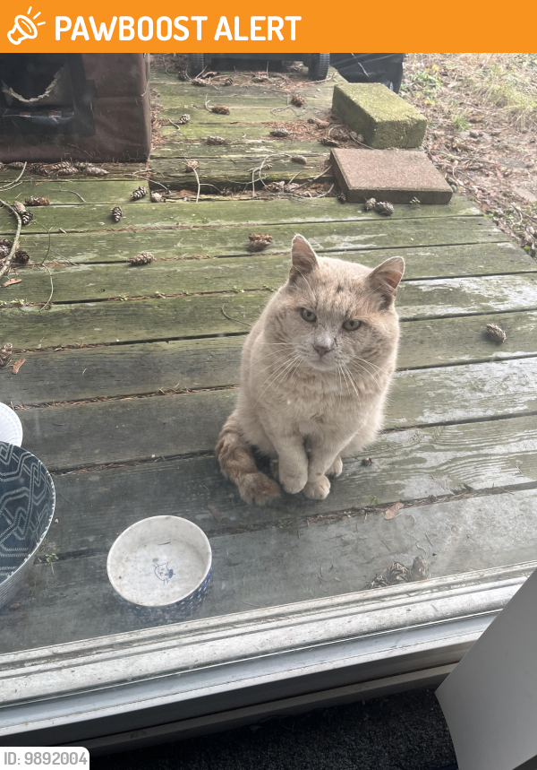 Howell Township, NJ Stray Cat Found Near scenic rd between strickland and route9 freehold Ruth