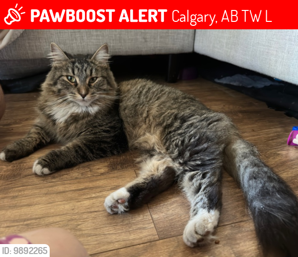 Lost Female Cat last seen Near woodglen crescent , Calgary, AB T2W 4L1