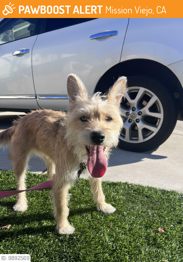 Mission Viejo CA Stray Female Dog Found Near Corner Of Via Bayona   65379 