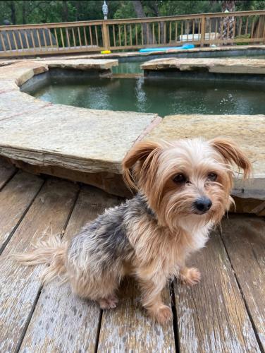Lost Male Dog last seen FM 195 and FM 143, Georgetown, TX 78628