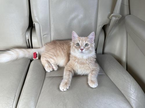 Lost Male Cat last seen Queenston & Cypress North Houston, Houston, TX 77095