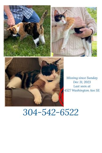 Lost Female Cat last seen Lancaster Ave , chesterfield Ave,  Kanawha city , Charleston, WV 25304