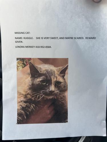 Lost Female Cat last seen Widdup Ct , Ellicott City, MD 21043
