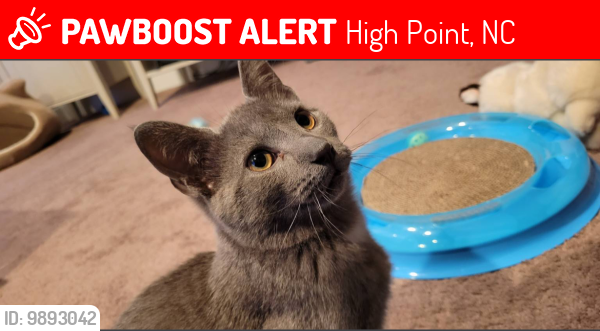 Lost Male Cat last seen Wynnfield Dr, High Point, NC 27265