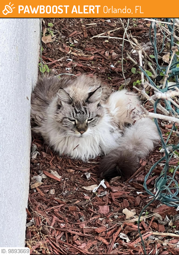 Found/Stray Unknown Cat last seen I found this kitty at sawgrass on Wetherbee. Very domestic. , Orlando, FL 32824