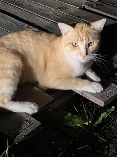 Lost Male Cat last seen West Knox Dr. near Terreton Springs (Oakhurst area), Porter, TX 77365