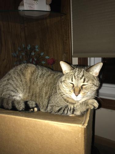 Lost Male Cat last seen Avon & Rochester Rd-Mount Oak, Rochester Hills, MI 48307